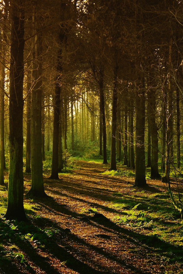 Forestry Logging Loans